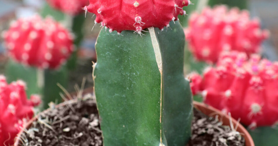 Gymnocalycium mihanovichii Moon Cactus