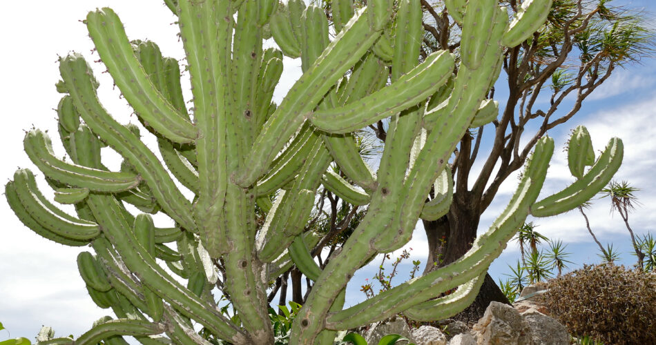 Myrtillocactus geometrizans the blue candle cactus